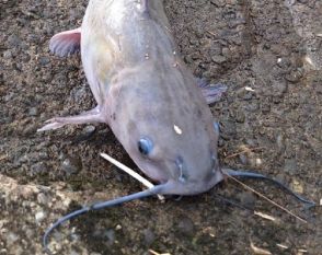 北米原産の特定外来生物“アメリカナマズ”北海道で初確認 侵入経緯は不明　環境省「入れない・捨てない・拡げない」3原則の徹底呼び掛け