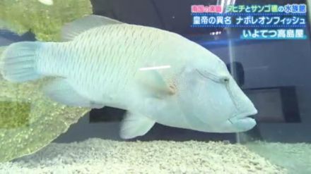 最大2m超に成長することもある魚「メガネモチノウオ」 額がこぶのようにふくらんでいくことから付けられた名称は…