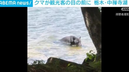 クマが観光客の目の前に 栃木・中禅寺湖