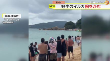 【注意】野生のイルカにかまれ男性2人がケガ　福井県内の被害が今シーズン12人に　海保が“餌を与えない”よう呼びかけ