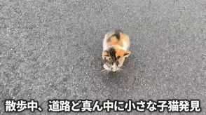 格闘ゲーマーが瀕死の子猫を道路で発見　「いや飼えねえのよ」→猫愛ダダ漏れの姿に「爆笑したしその後泣いた」