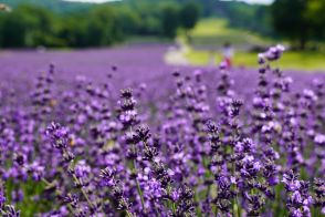 花畑 × 絶景! 「たんばらラベンダーパーク」 天空の花畑にカメラ女子が殺到中!