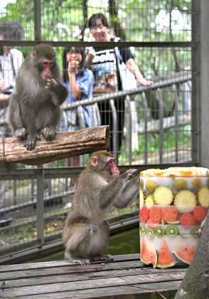 暑さ“サル”氷のケーキ、ニホンザル14匹にプレゼント　福井県の福井市足羽山公園遊園地