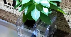 メダカの水槽に観葉植物をセットしたら……　驚きの育て方が270万再生「にゃにぃーーー!?最高」「やってみたい！」