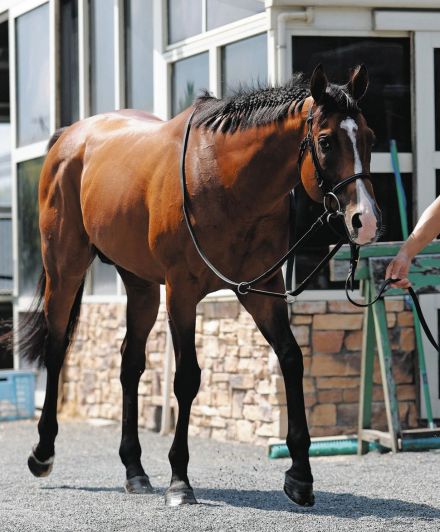 【札幌記念】連覇狙うプログノーシス、函館Wで軽め調整「馬は完成してきた　最高点がどこだかわかりません」