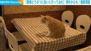 居酒屋の看板猫と“ニャポリタン”で外国人観光客も虜に！ 店員「おやつをあげられることにも喜んでいた」