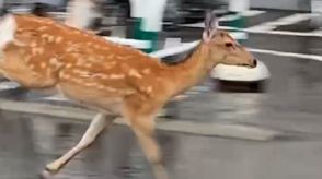 【出没注意】メスのシカか　降りしきる雨の中、駐輪場を駆け抜け市街へ　札幌市営地下鉄南北線・自衛隊前