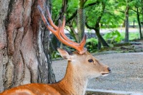 奈良公園に設置された「暑さ対策ミスト」、シカに占拠される⇒人間は「シカたない」「奈良公園ではシカがルール」と見守る