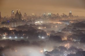 夜の照明で街の木が昆虫の好まない硬い葉に、「光害」で生態系に影響の恐れ、研究