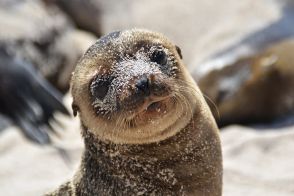 アシカの赤ちゃん大量死のナゾ...「早産が原因だった」可能性（アメリカ）