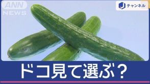 きゅうり“新鮮美味しい”見分け方　ヘタ？皮？色？プロはドコ見て選ぶの？