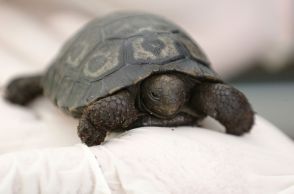 ガラパゴスゾウガメの赤ちゃんお披露目 飼育下で誕生は仏初