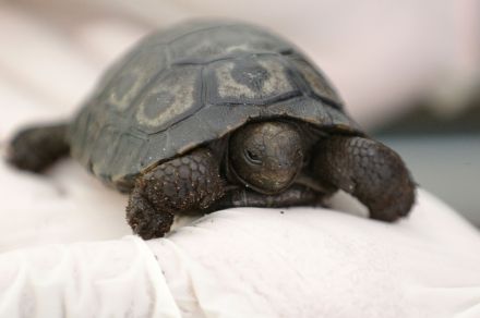 ガラパゴスゾウガメの赤ちゃんお披露目 飼育下で誕生は仏初