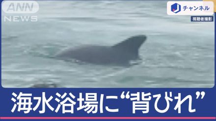 「近すぎる」お盆休み騒然！海水浴場に“背びれ”…正体は“かみつきイルカ”