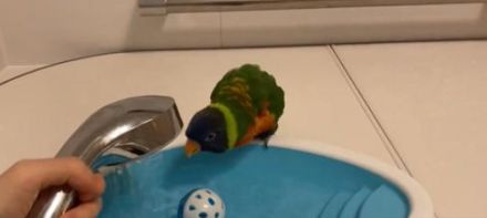 「テンション高すぎ！」水浴び待ちのインコのウキウキ具合が可愛すぎた