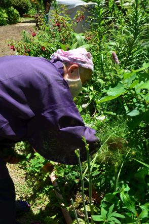 観音寺のそうめんにはシソとエゴマと大きな梅干し - 音羽山観音寺後藤住職の花だより