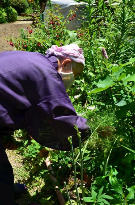 観音寺のそうめんにはシソとエゴマと大きな梅干し - 音羽山観音寺後藤住職の花だより