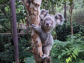 コアラの「ピリー」死ぬ　県こども動物自然公園　2018年生まれの雄・6歳　ユーカリ食べる量減り、体重減少していた　同園のコアラは5頭に