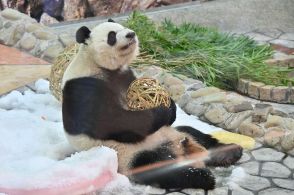 パンダの彩浜が６歳の誕生日　竹製のボールや氷を贈って祝う、和歌山県白浜町