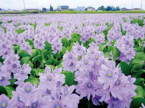 清楚な薄紫色の花　池一面に広がる　道の駅「童謡のふる里おおとね」に隣接 の休耕田で満開状態に　10月ころまで楽しめる　SNSやホームページで開花状況を随時更新も