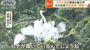 「住み続けたい街1位」住民困惑　サギ大増殖…悪臭＆鳴き声　木の伐採で住宅地に？