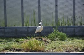 クロツラヘラサギ「クララ」と命名　きらら浜自然観察公園で飼育【山口】