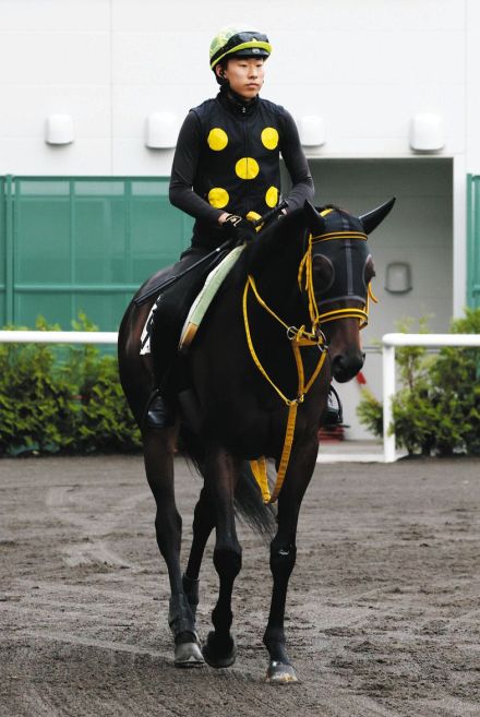 【札幌記念】モズゴールドバレル、弱い雨での追い切り　藤岡師は「動きは良かった」