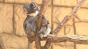 「もなか」と命名…東山動植物園で23年10月に生まれた赤ちゃんコアラ 飼育員が夜間の活発な様子明かす