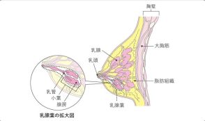 梅宮アンナさんがり患を公表した「小葉がん」とは？「比較的珍しい、見つけにくいこともあるがんです」【医師に聞く】