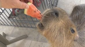 姫セン 動物たちに冷たい水や氷をプレゼント 来月1日まで毎日イベント／兵庫県