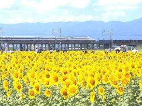 大輪輝くひまわり１４万本　岐阜県大垣市で見ごろ