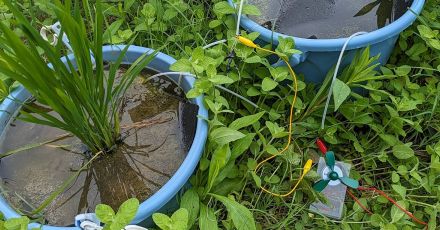 【夏休み自由研究サポート】電気を作る「電気微生物」を育てて「バケツ電池」で、電子オルゴールやモーターを動かしてみよう！