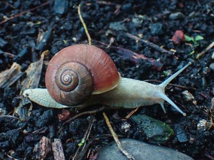 北海道の大型カタツムリ「エゾマイマイ」は走って逃げる!?　“驚きの習性”が明らかに