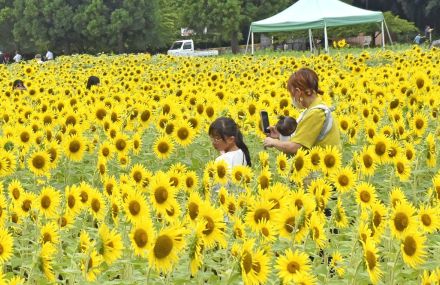 「ひまわり迷路」夏休みに探検！　福島・猪苗代ハーブ園で見頃