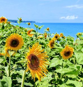 鳴り石の浜　夏仕様　ヒマワリ1500本　赤碕