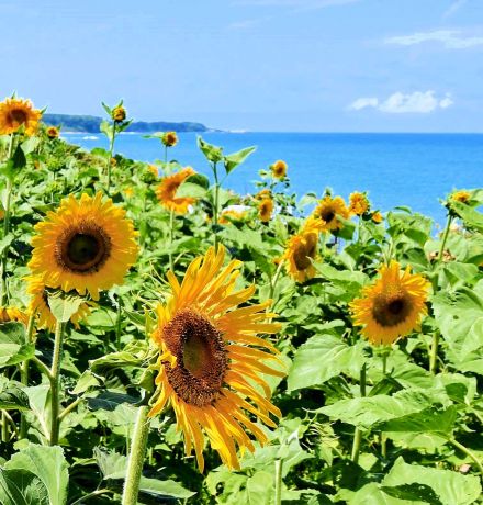 鳴り石の浜　夏仕様　ヒマワリ1500本　赤碕