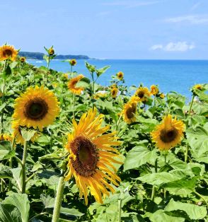 青い海に黄色く咲き誇る　鳴り石の浜でヒマワリ見頃