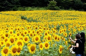 【花紀行】三ノ倉高原のひまわり（福島県喜多方市熱塩加納町）