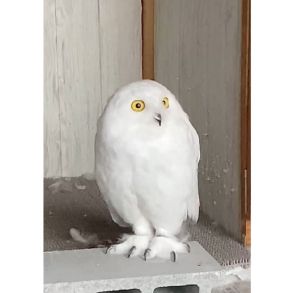 雷が怖かった?“みょーん”と体が伸び縮みするフクロウがかわいい…どんな行動だったのか飼い主に聞いた