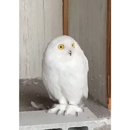 雷が怖かった?“みょーん”と体が伸び縮みするフクロウがかわいい…どんな行動だったのか飼い主に聞いた