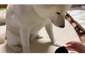 いつもは全力で奪いにくるのに、なぜ!?　「丸められた靴下」を見てしょんぼりする犬の表情にクスッ！