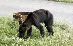 【速報】ヒグマが住宅の車庫に