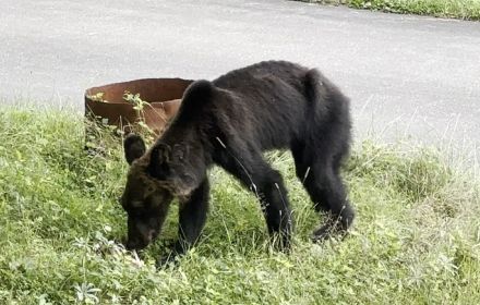 【速報】ヒグマが住宅の車庫に