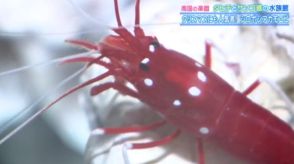 魚を掃除するエビ!?海の中でよく目立つ「シロボシアカモエビ」 白い靴下を履いているようにも見える…？