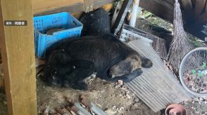 住宅の屋根付き駐車場に居座ったクマ駆除　ガリガリにやせアリの巣を…体長約１．５ｍ　北海道・上士幌町