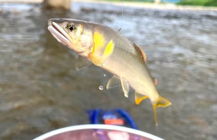 【鮎ガールは素直な鮎が好き】新潟県能生川で〝天然海産〟パワーを思い知る