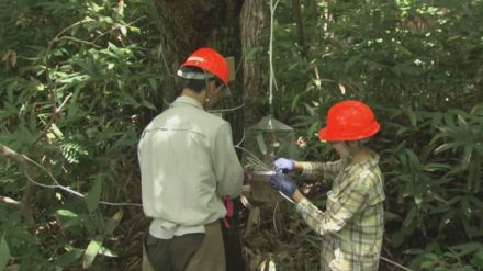 【速報】ナラ枯れ　原因となる虫の北海道上陸を確認