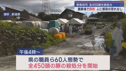 【続報】450頭の殺処分開始－新発田市の養豚場で県内初の「豚熱」感染確認【新潟・新発田市】