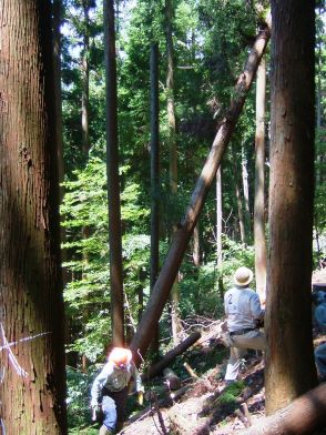 【日本の山は常に死と隣合わせ】林業経営の最大リスクは労働災害、安全への知の結集を