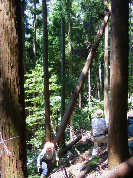 【日本の山は常に死と隣合わせ】林業経営の最大リスクは労働災害、安全への知の結集を